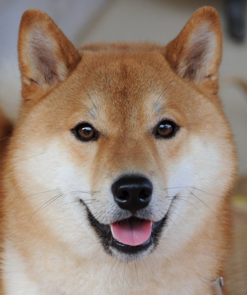 shiba inu coin price prediction 2040